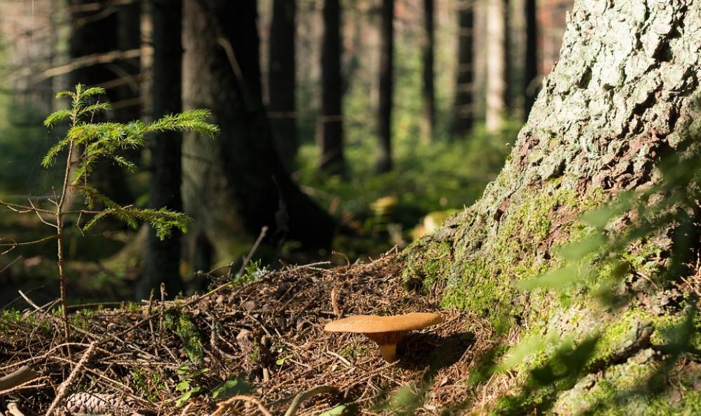 Mushroom Forest Autumn Nature Terrain Landscape Mushroom Forest Autumn Nature Terrain Landscape