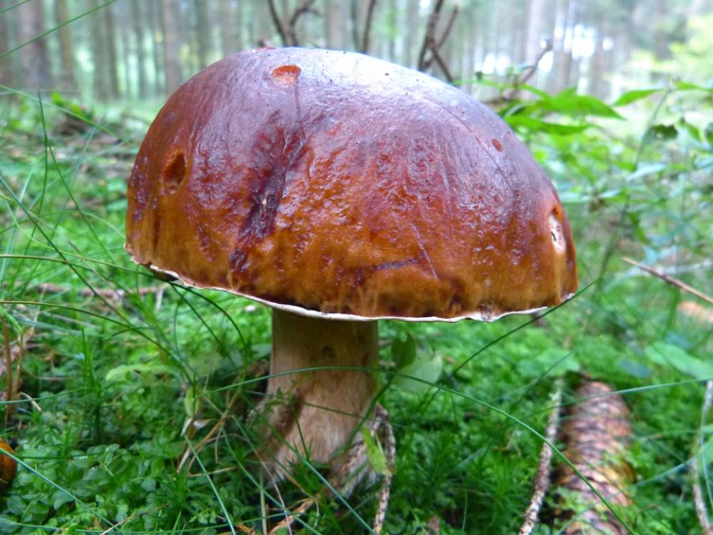 Mushroom Autumn Nature Brown Tube Mushroom Forest Mushroom Autumn Nature Brown Tube Mushroom Forest