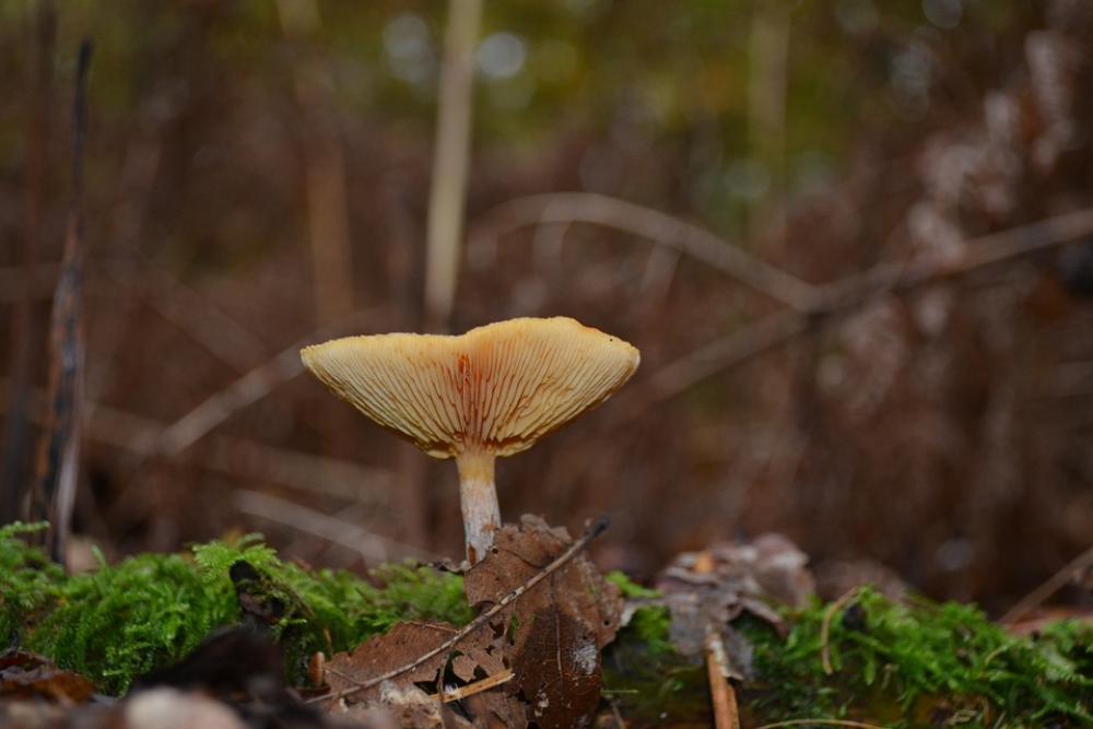 Mushroom Forest Autumn Mushrooms Nature Agaric Mushroom Forest Autumn Mushrooms Nature Agaric