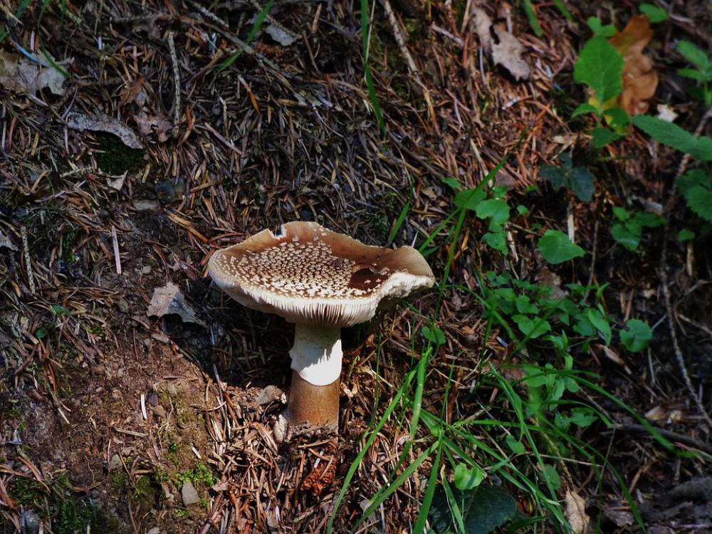 Mushroom Brown Mushroom Autumn Mushroom Brown Mushroom Autumn