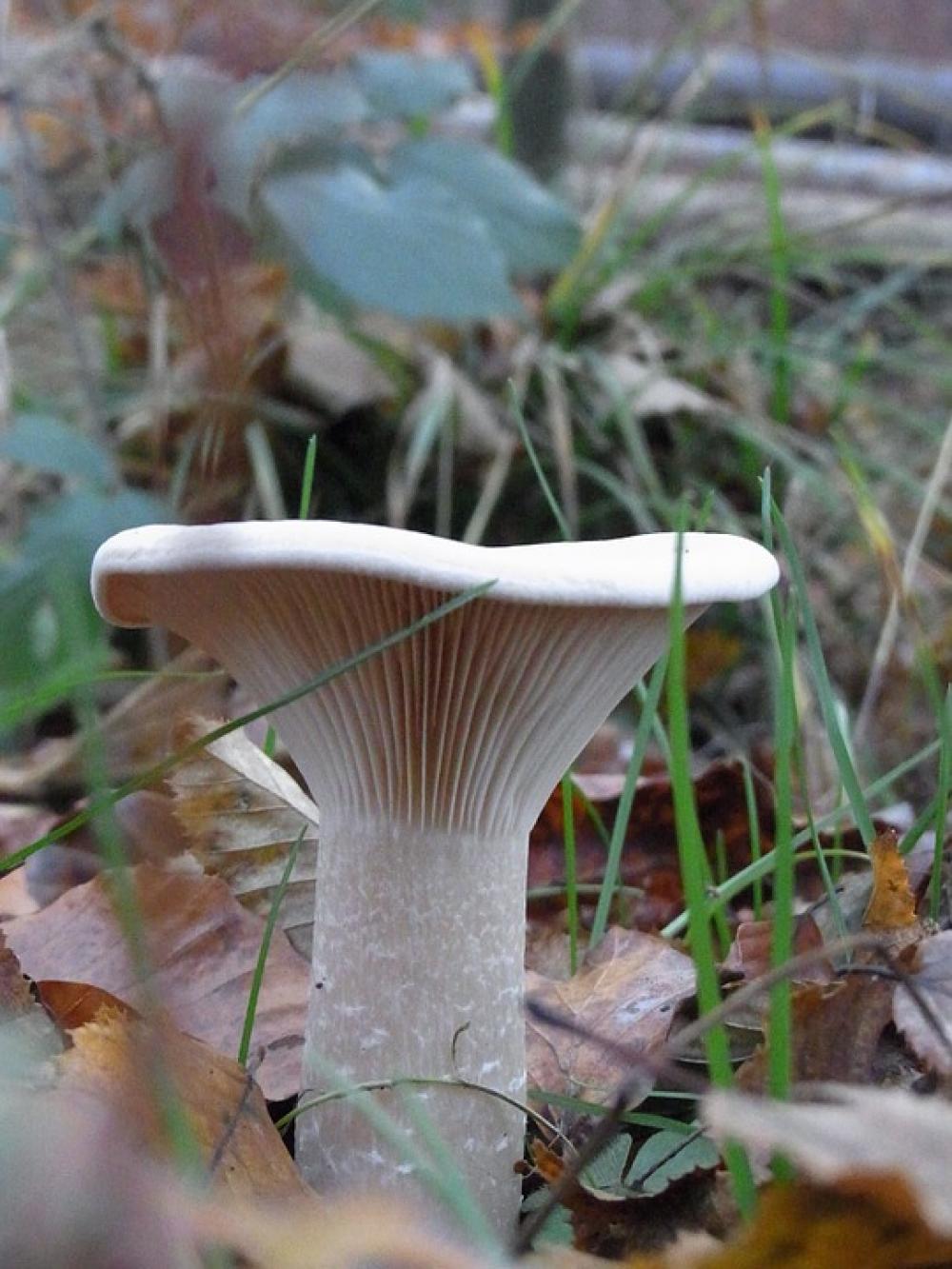 Mushroom Plant Forest Nature Mushroom Plant Forest Nature