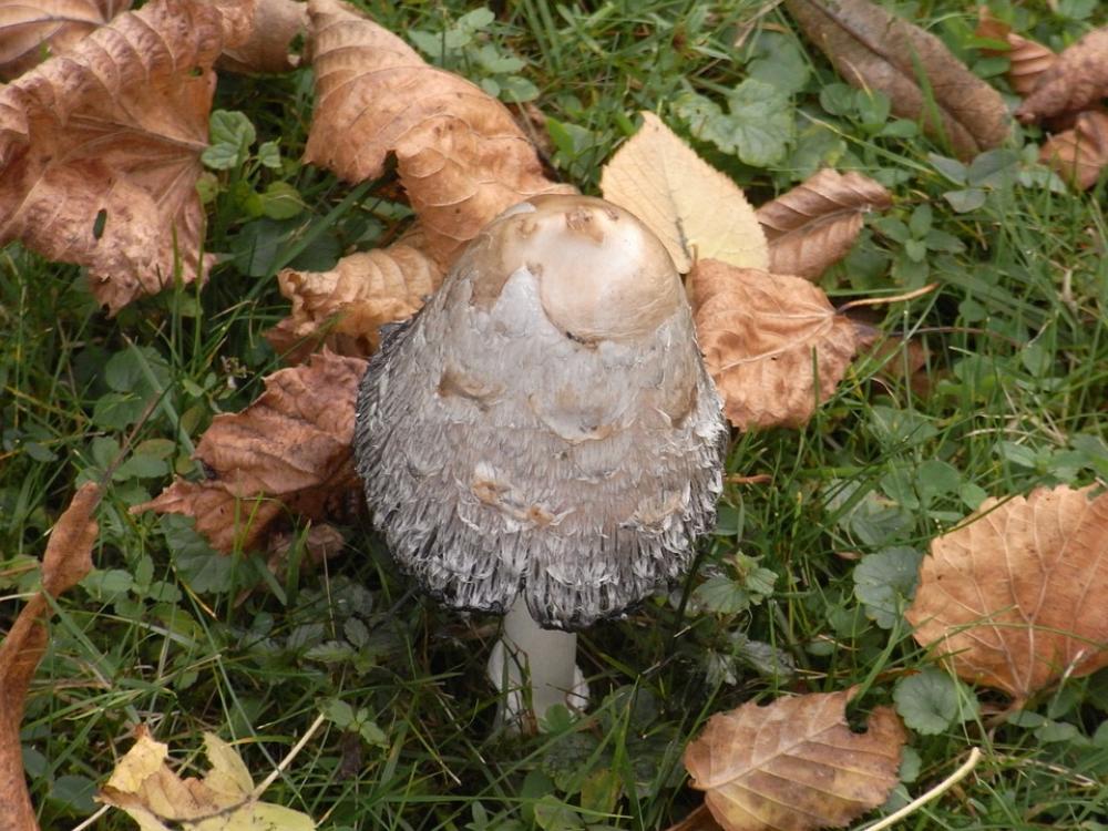 Mushroom Mushrooms Autumn Meadow Grass Nature Mushroom Mushrooms Autumn Meadow Grass Nature
