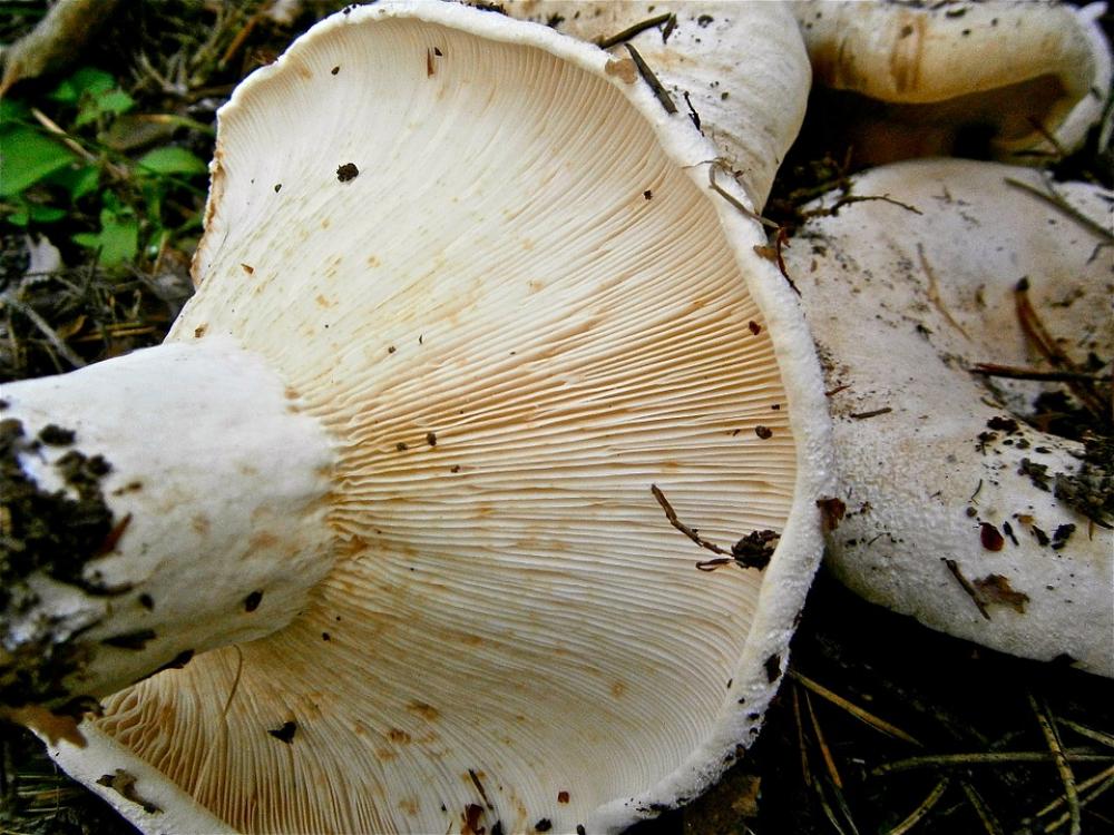 Mushrooms Breast Forest Autumn Nature Mushrooms Breast Forest Autumn Nature