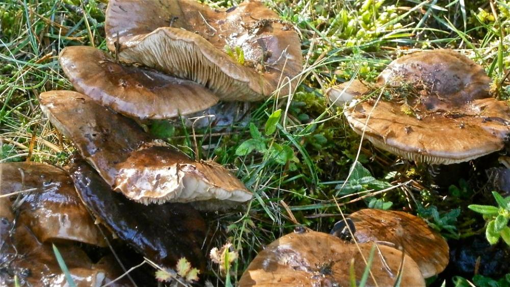 Mushrooms Fungi Forest Nature Mushrooms Fungi Forest Nature
