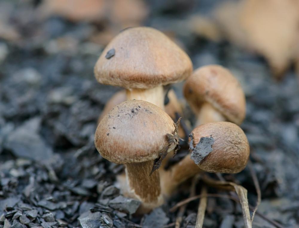 Mushrooms Forest Green Couple Moss Sun Food Hat Mushrooms Forest Green Couple Moss Sun Food Hat