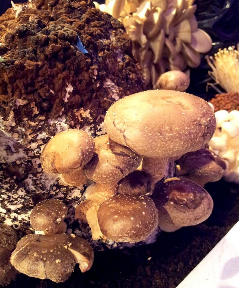 Mushrooms Types Nature Mushrooms Types Nature