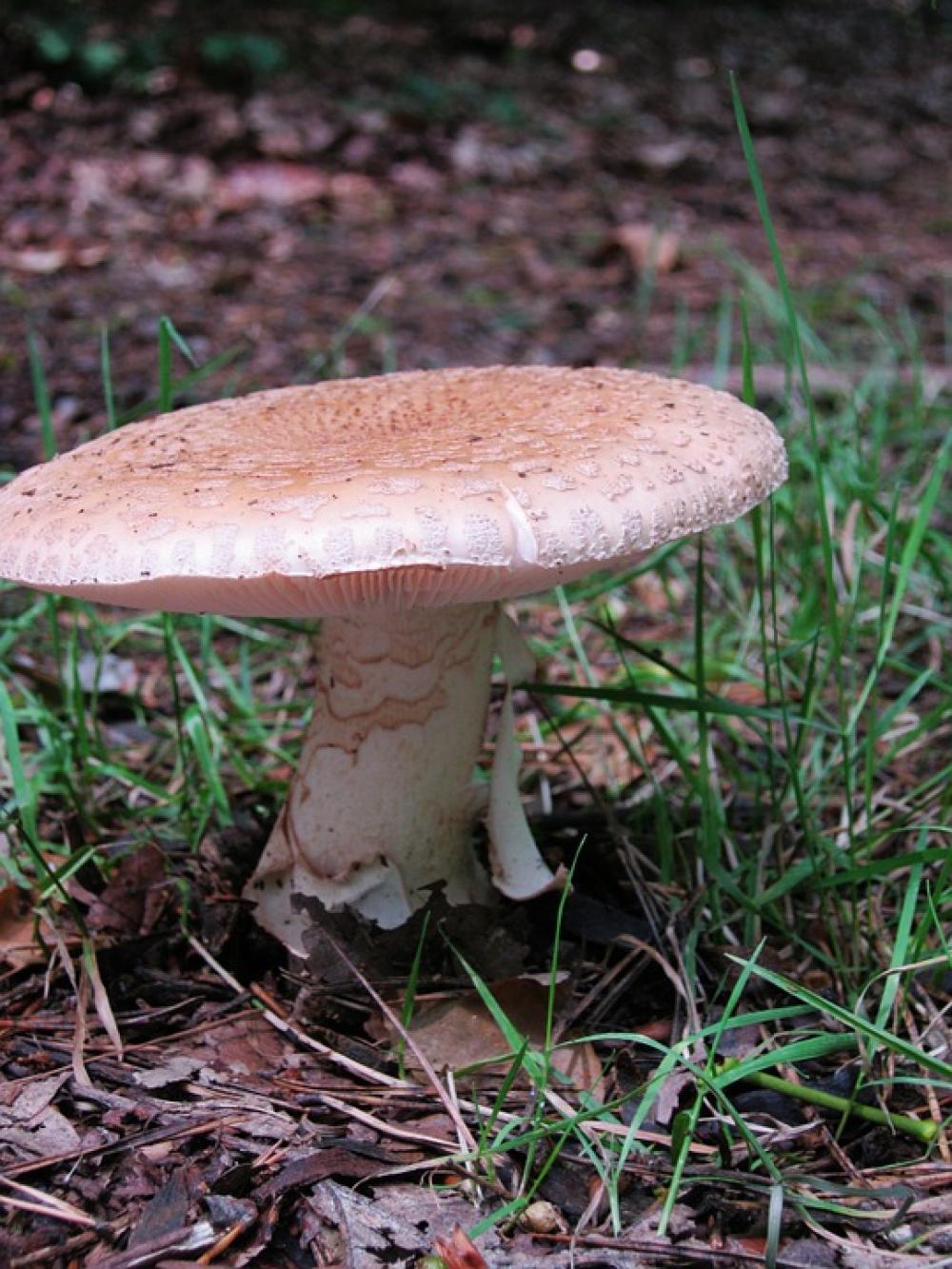 Mushrooms Forest Autumn Colorful Leaves Collect Mushrooms Forest Autumn Colorful Leaves Collect