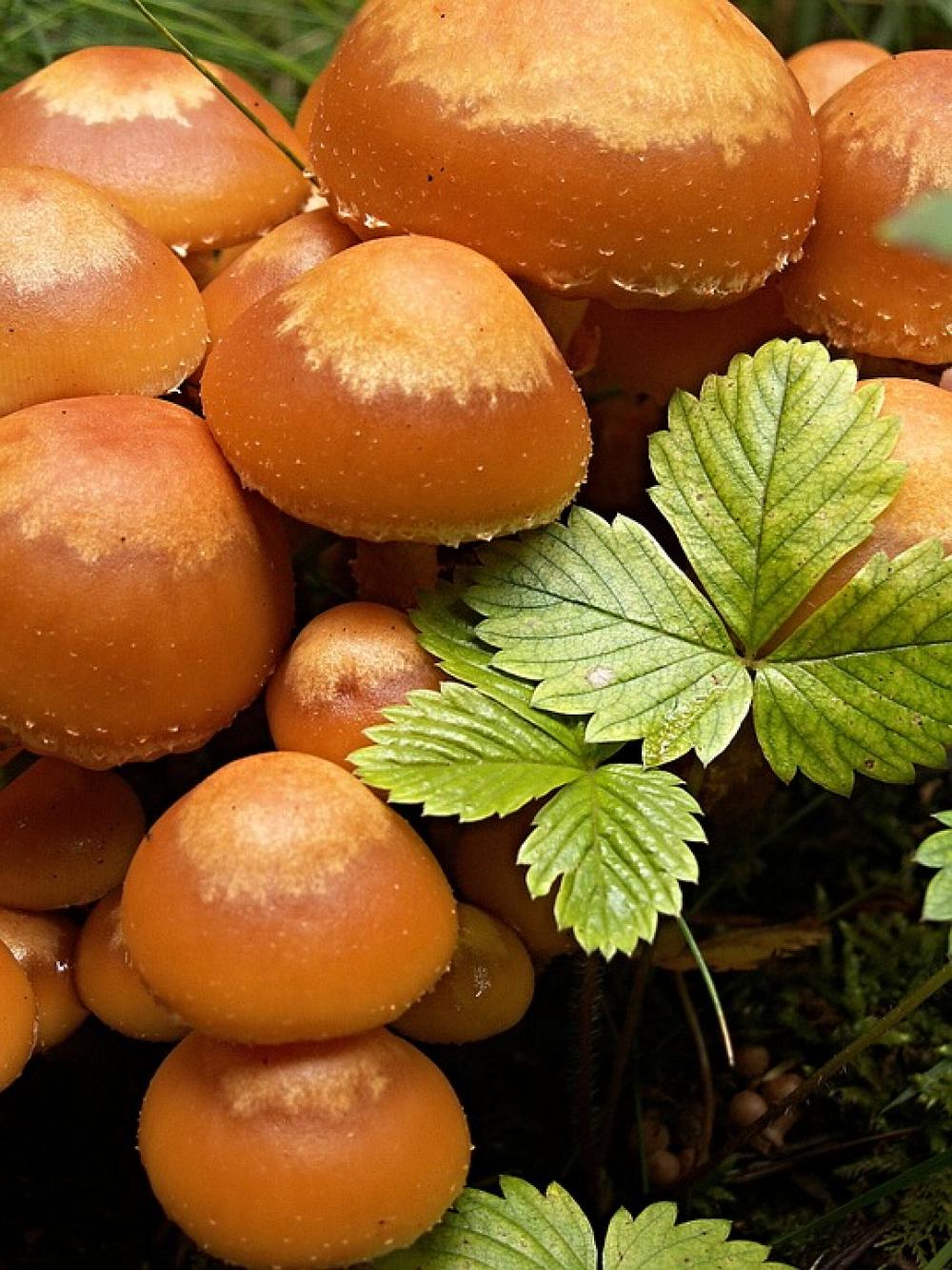 Mushrooms Macro Jahodiní Penízovka Velvet Mushrooms Macro Jahodiní Penízovka Velvet
