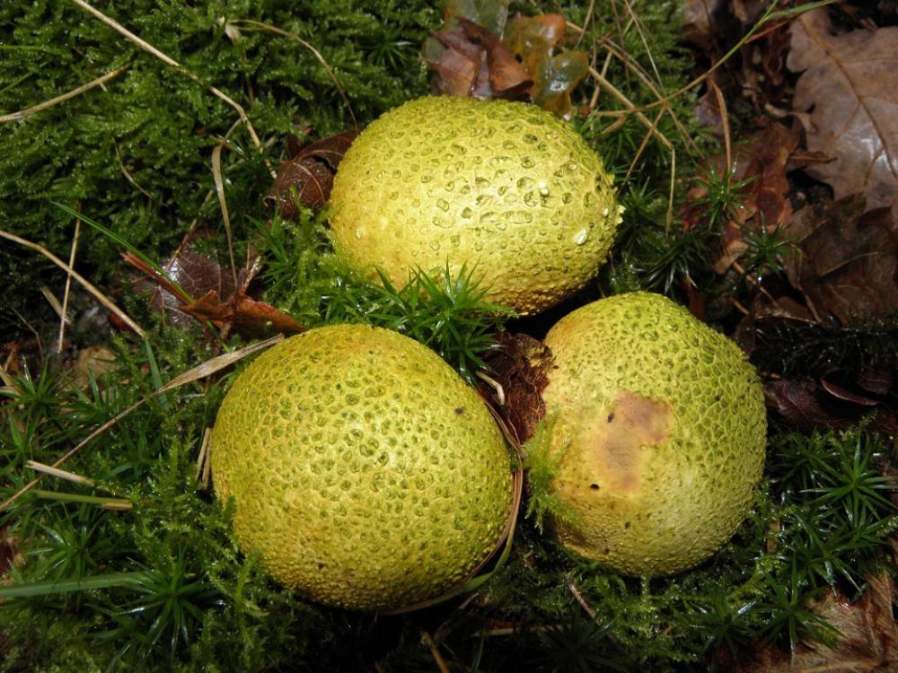 Mushrooms Green Nature Mushrooms Green Nature