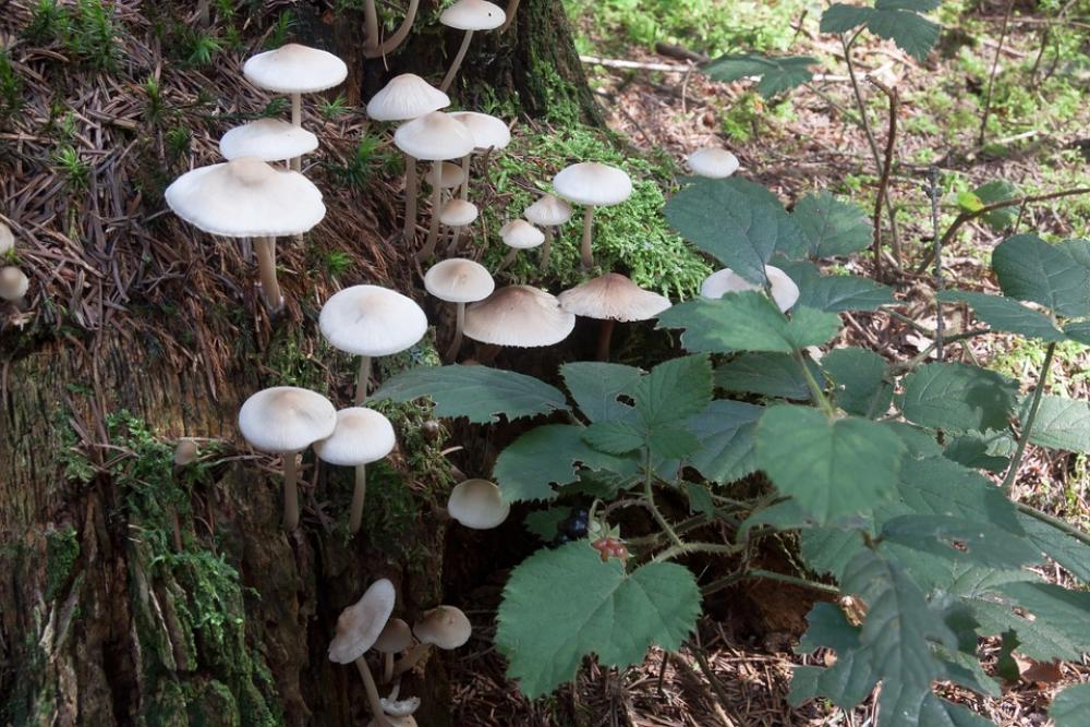 Mushrooms Tree Stump Forest White Beige Moss Mushrooms Tree Stump Forest White Beige Moss