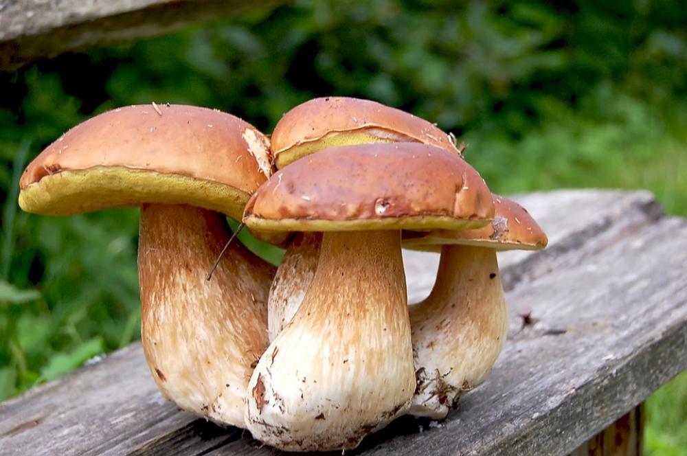 Mushrooms White Bench Brown Branch Tree Wood Mushrooms White Bench Brown Branch Tree Wood
