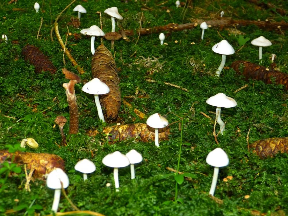 Mushrooms White Forest Floor Moss Autumn Nature Mushrooms White Forest Floor Moss Autumn Nature