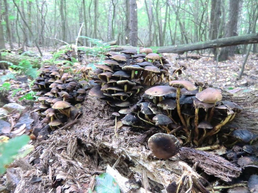 Mushrooms Tree Fungi Forest Forest Floor Autumn Mushrooms Tree Fungi Forest Forest Floor Autumn