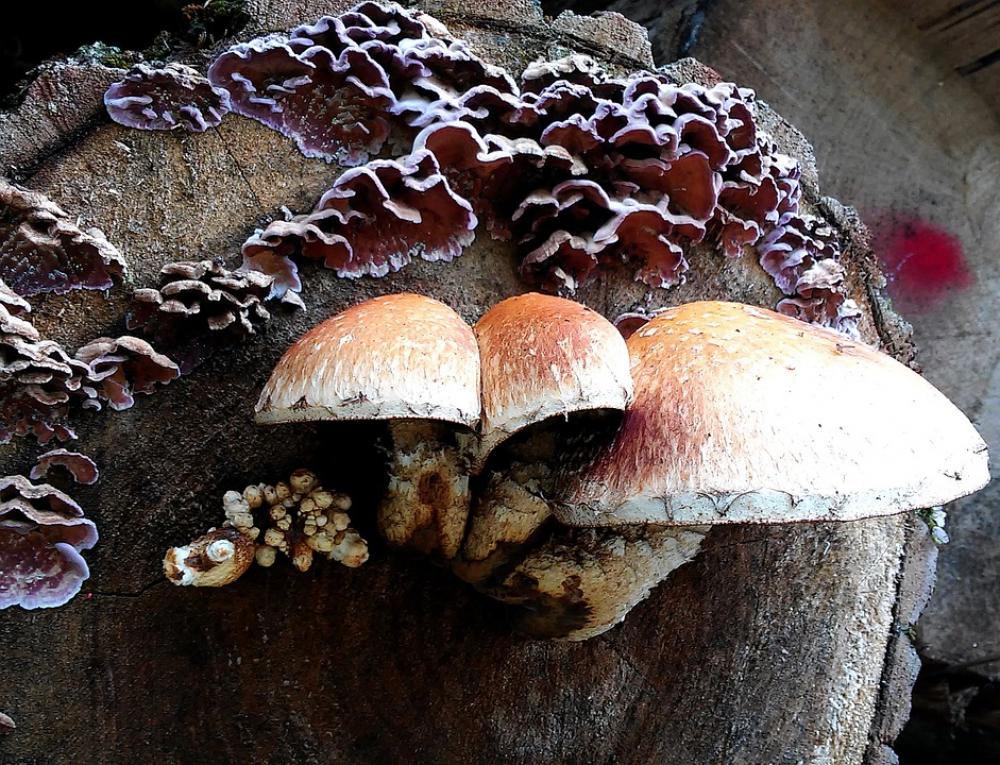 Mushrooms Autumn Forest Nature Tree Stump Wood Mushrooms Autumn Forest Nature Tree Stump Wood