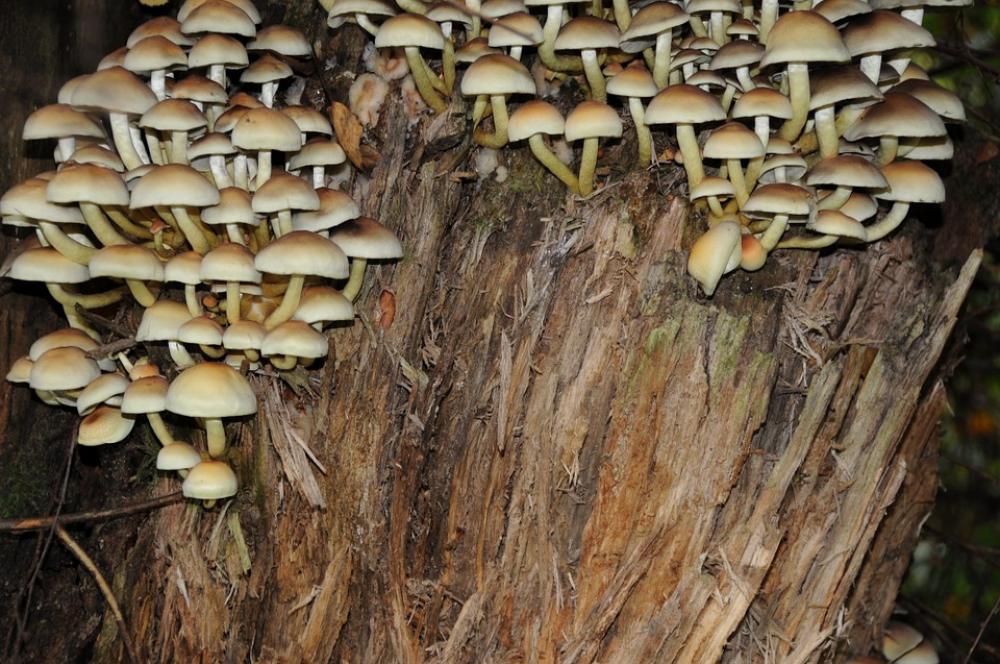 Mushrooms Tree Stump Decomposition Autumn Forest Mushrooms Tree Stump Decomposition Autumn Forest