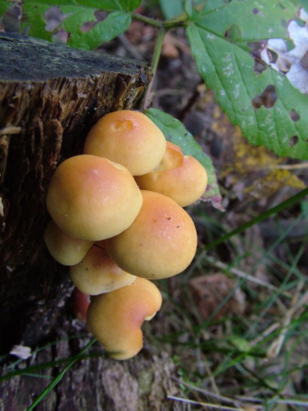 Mushrooms Forest Autumn Mushrooms Forest Autumn