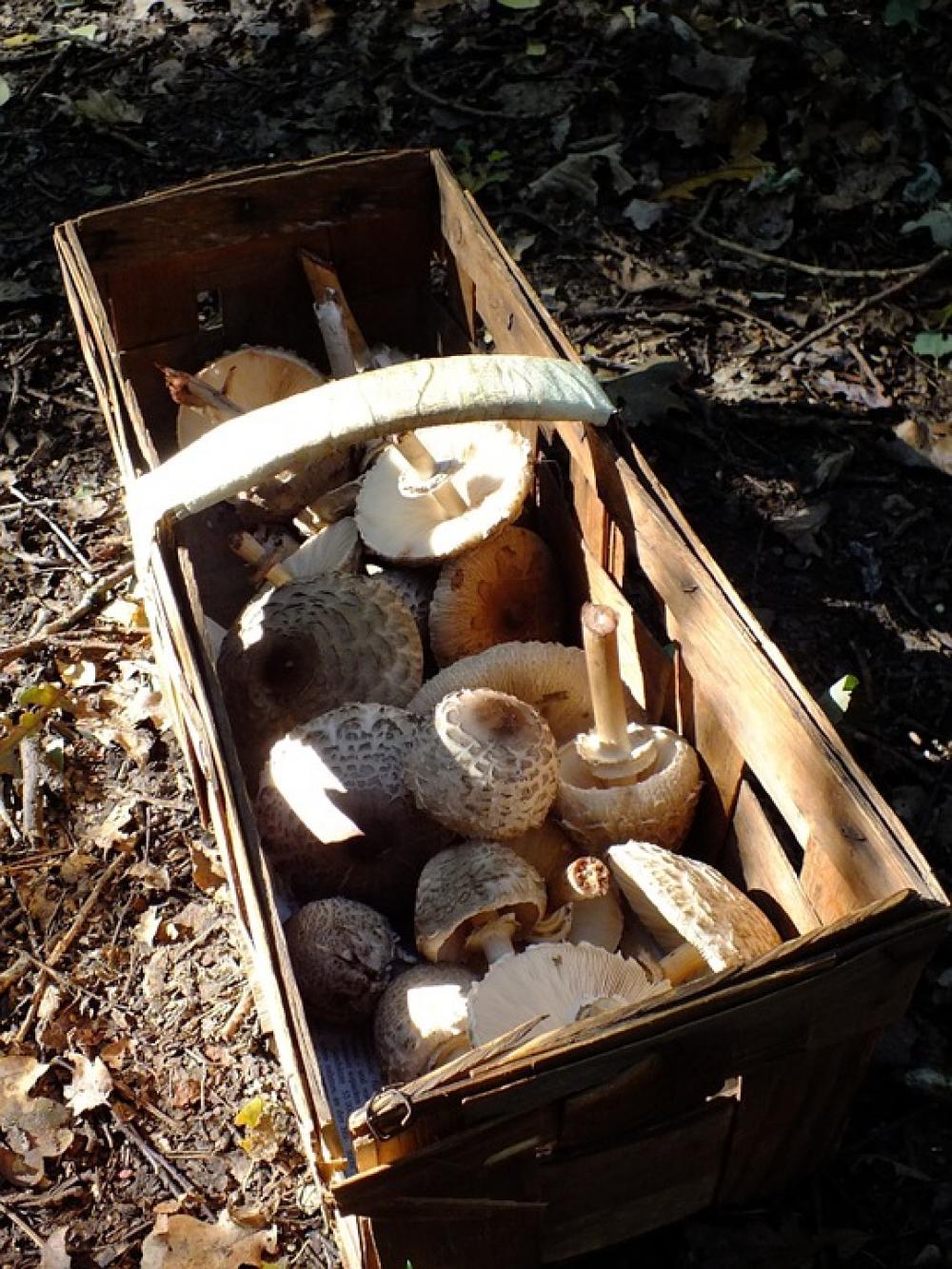 Mushrooms In A Basket Forest Mushroom Picking Mushrooms In A Basket Forest Mushroom Picking
