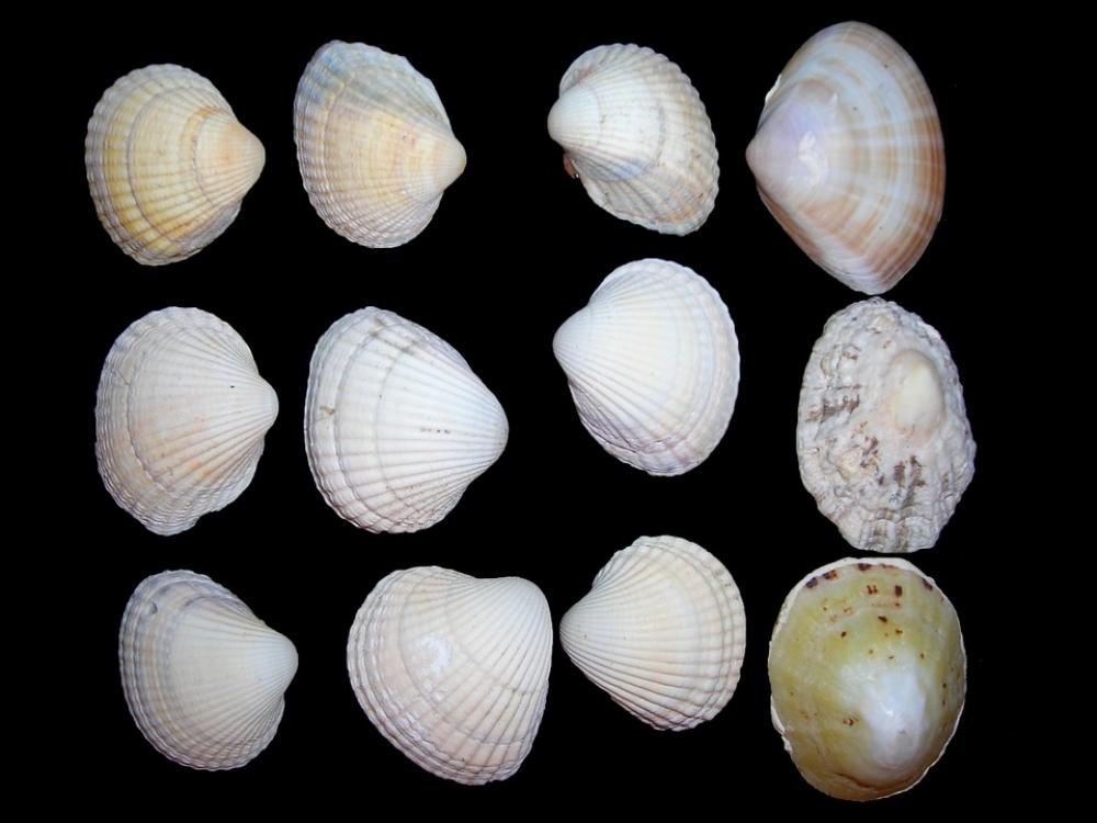Mussels Buttons Isolated Sea Beach Mussels Buttons Isolated Sea Beach
