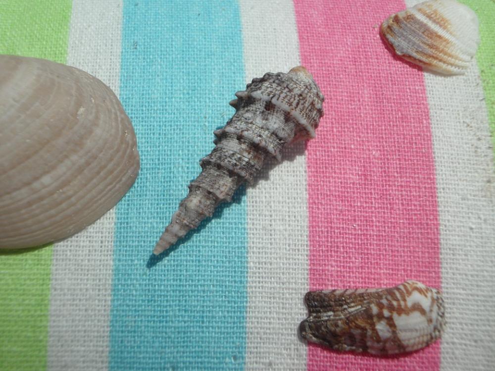 Mussels Shell Flotsam Maritime Vacations Beach Mussels Shell Flotsam Maritime Vacations Beach