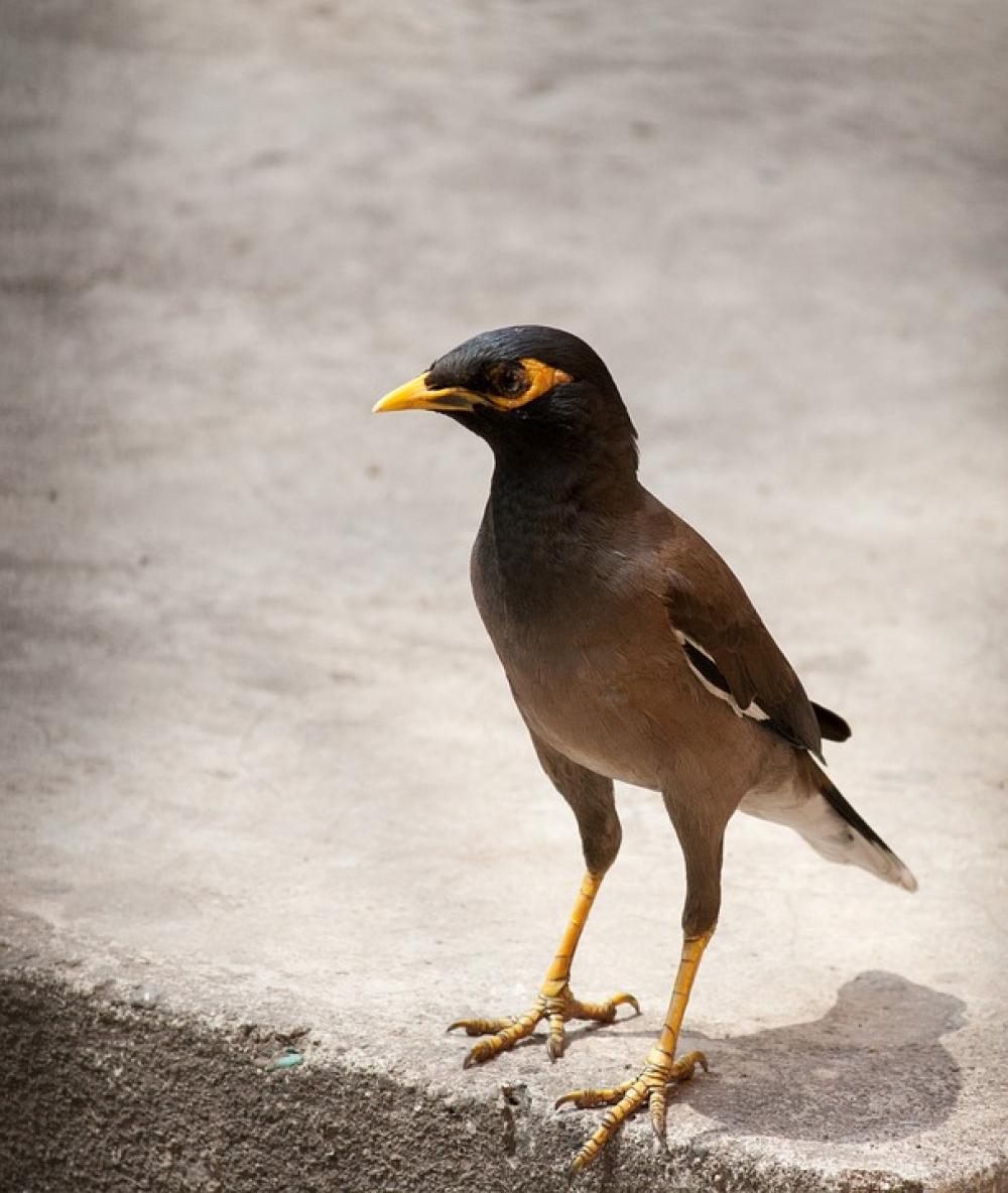 Myna Bird Perched Sidewalk Myna Bird Perched Sidewalk