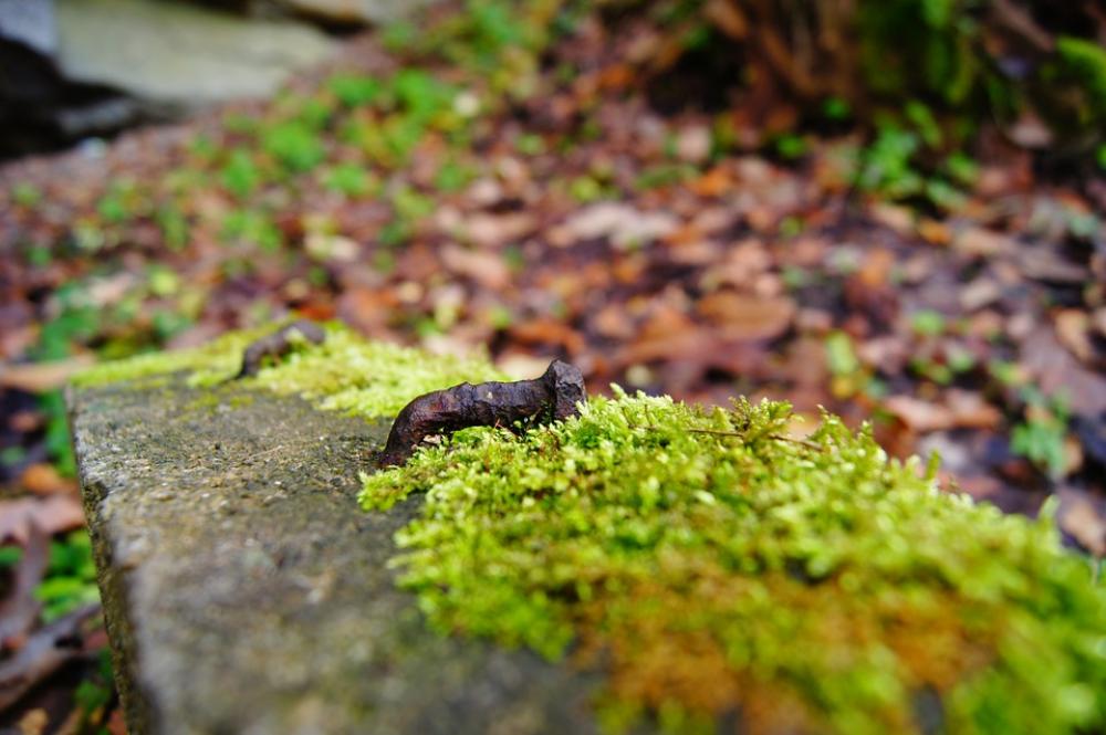 Nail Rust Rusted Moss Old Nail Rust Rusted Moss Old