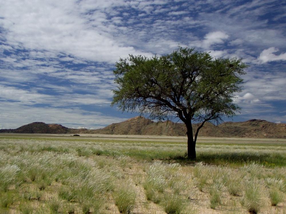 Namibia Africa Tree Clouds Travel Sky Landscape Namibia Africa Tree Clouds Travel Sky Landscape
