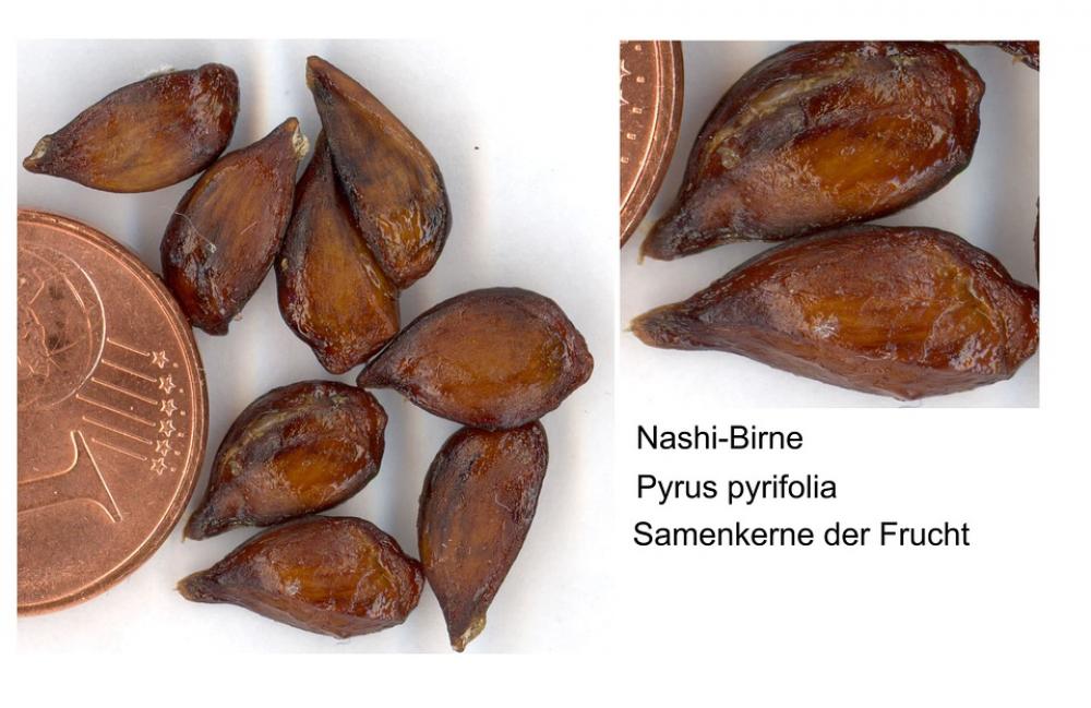 Nashi Pear Sweet Fruit Exot Scanners Food Eat Nashi Pear Sweet Fruit Exot Scanners Food Eat