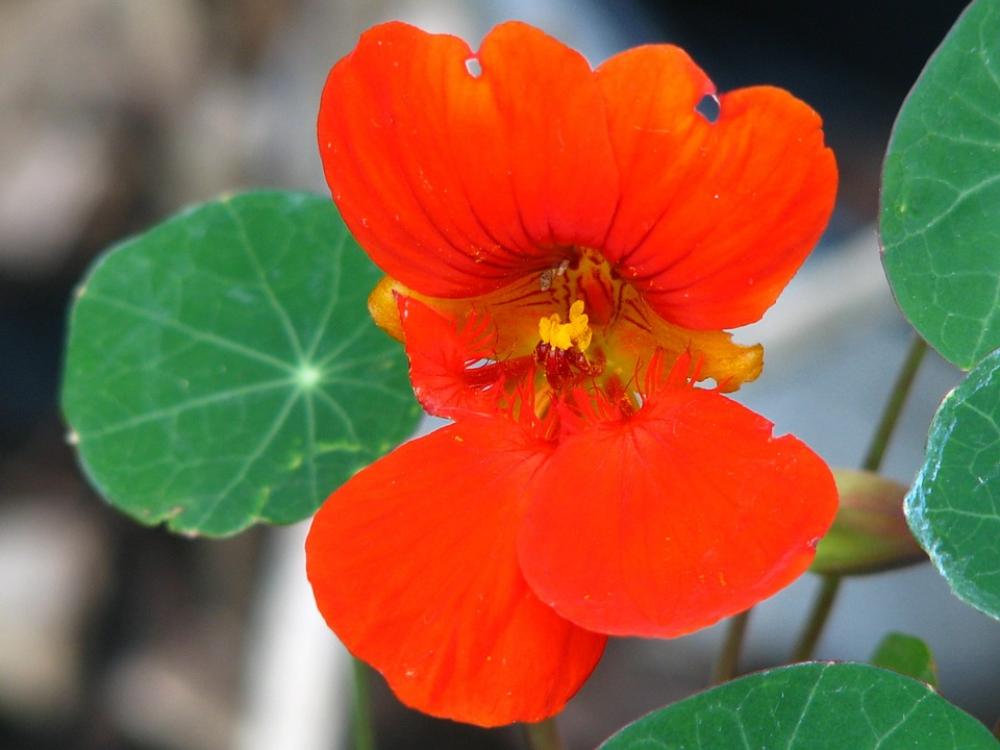 Nasturtium Cress Blossom Bloom Flower Calyx Nasturtium Cress Blossom Bloom Flower Calyx