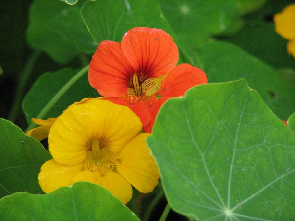 Nasturtium Cress Blossom Bloom Flower Calyx Nasturtium Cress Blossom Bloom Flower Calyx
