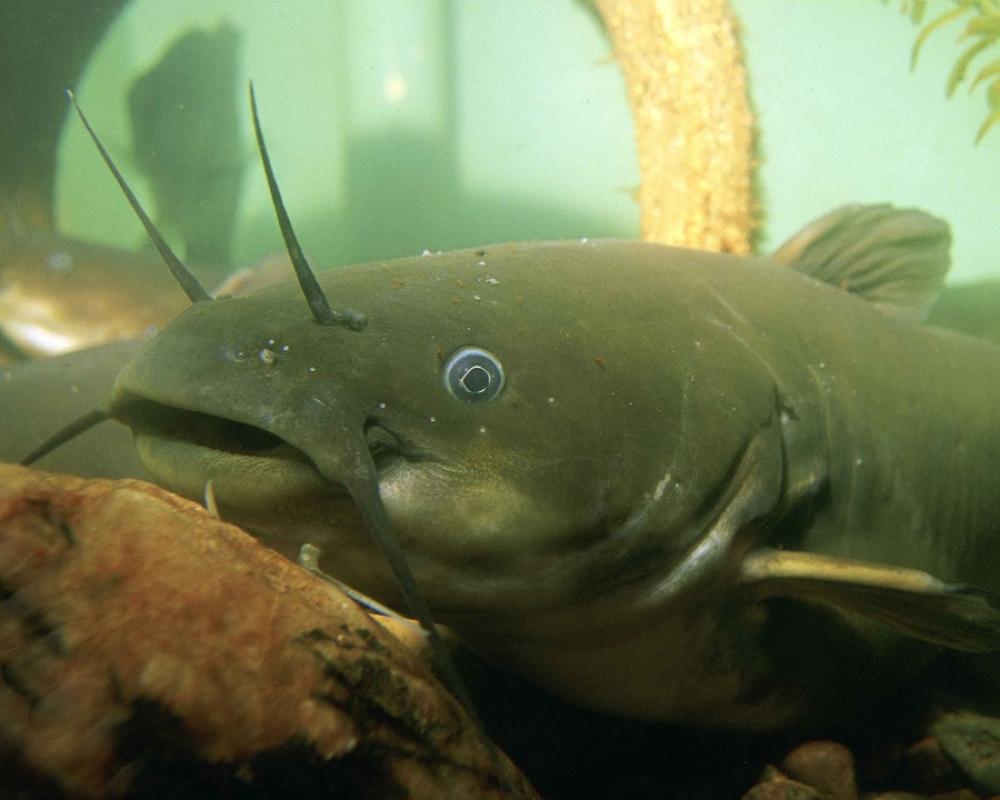Natalis Ameiurus Underwater Head Fish Bullhead Natalis Ameiurus Underwater Head Fish Bullhead