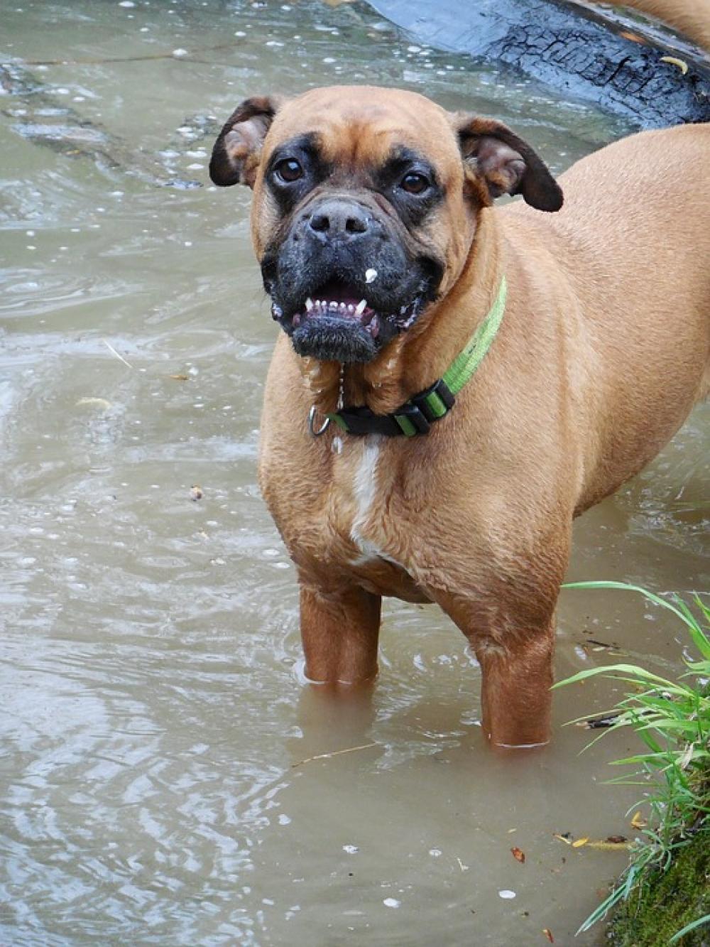 Nature Animals Boxer Dog Pet Nature Animals Boxer Dog Pet