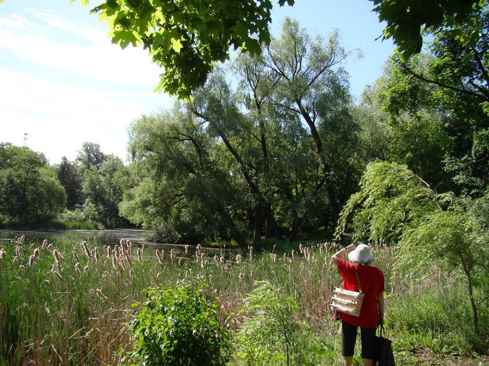 Nature Trees Artist Summer Sun Reeds River Nature Trees Artist Summer Sun Reeds River