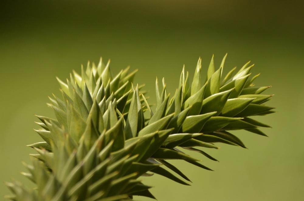 Nature Tree Macro Nature Tree Macro