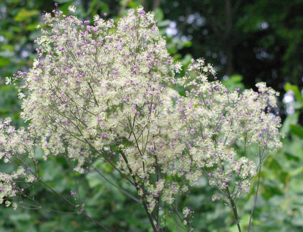 Nature Color Flowers Live Blossom Bloom Nature Color Flowers Live Blossom Bloom