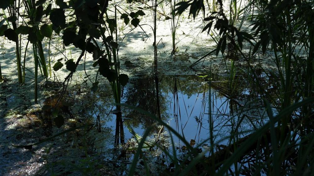 Nature Water Trueb Tree Plant Flora Nature Water Trueb Tree Plant Flora