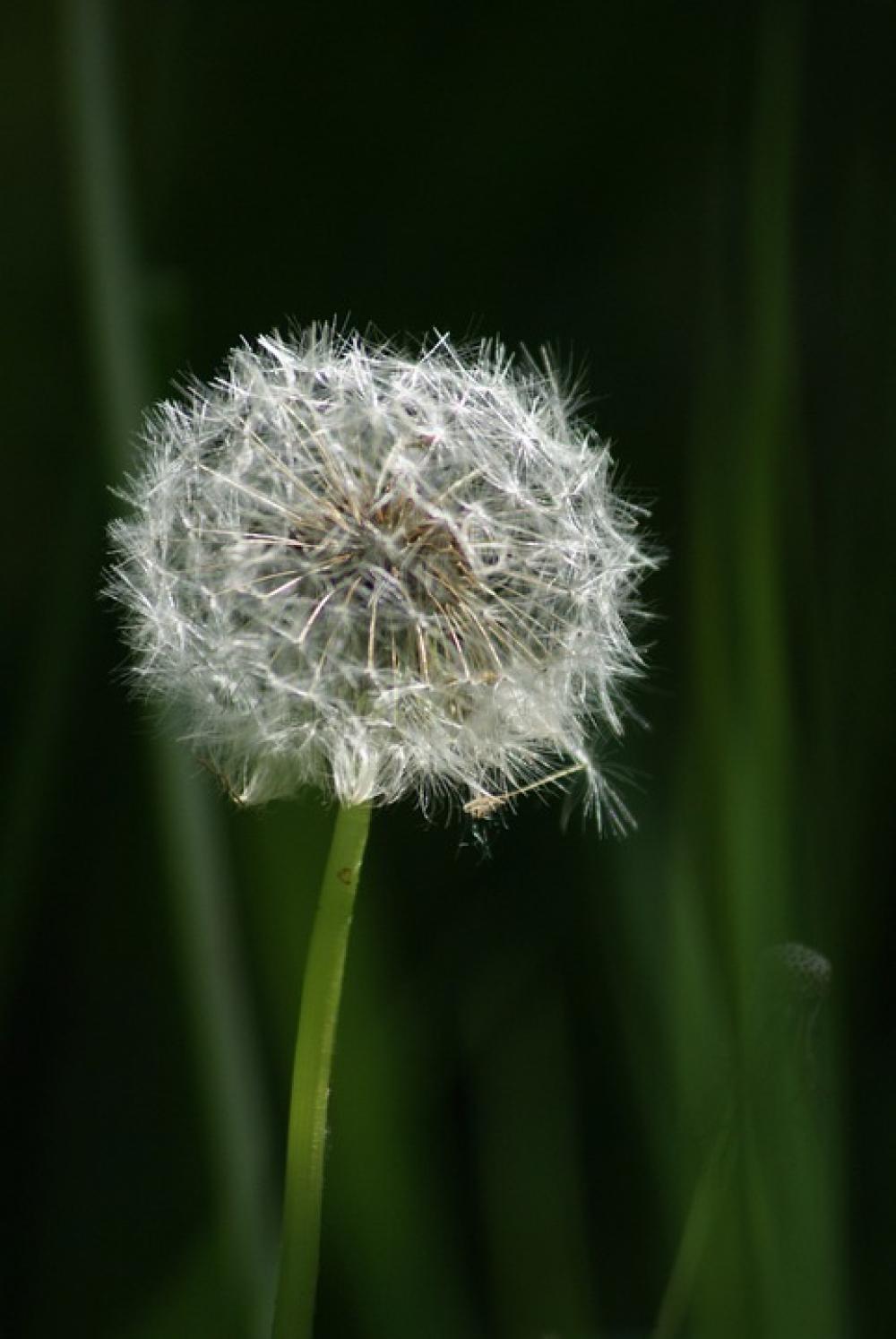 Nature Weed Wild Herb Filigree Dandelion Nature Weed Wild Herb Filigree Dandelion