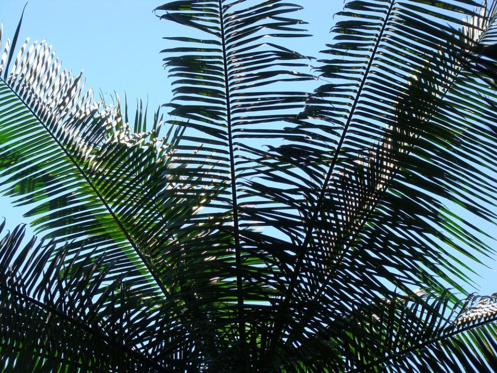 Nature Flying Forest Leaves Nature Flying Forest Leaves