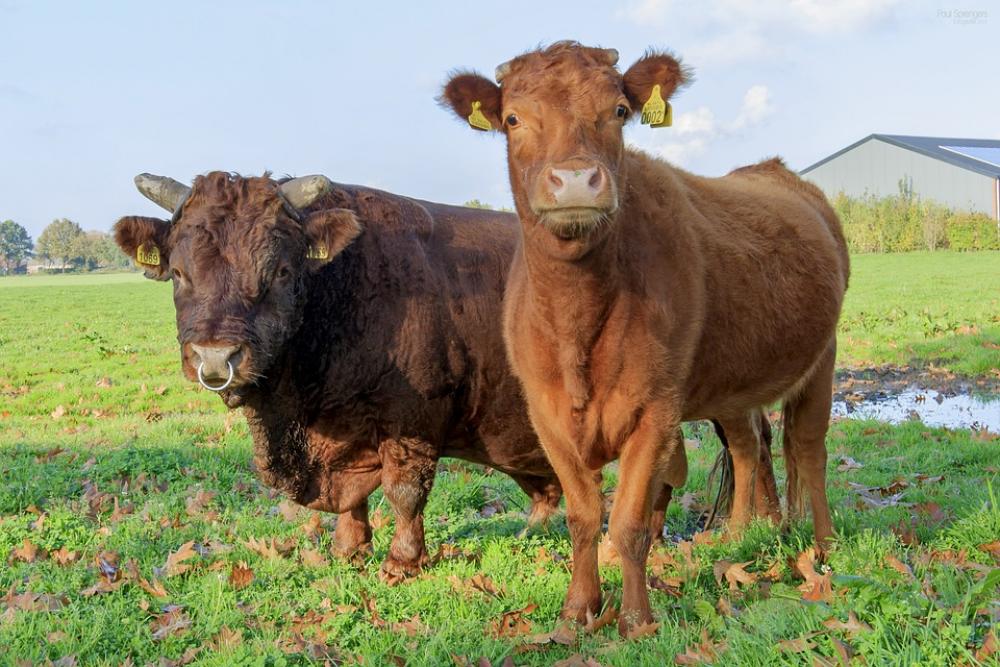 Nature Cow Bull Pasture Animals Mammal Nature Cow Bull Pasture Animals Mammal