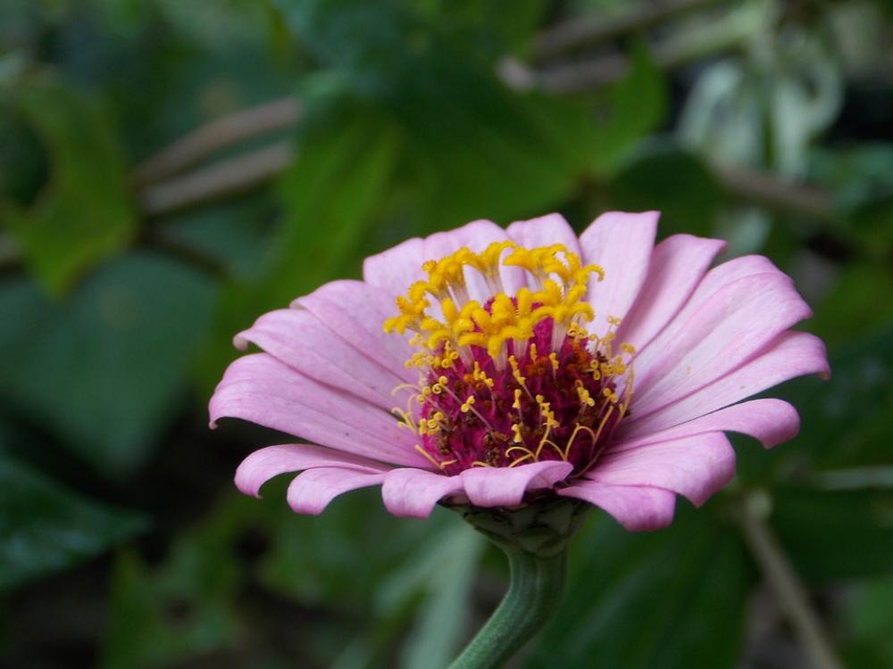 Nature Flowers Macro Nature Flowers Macro