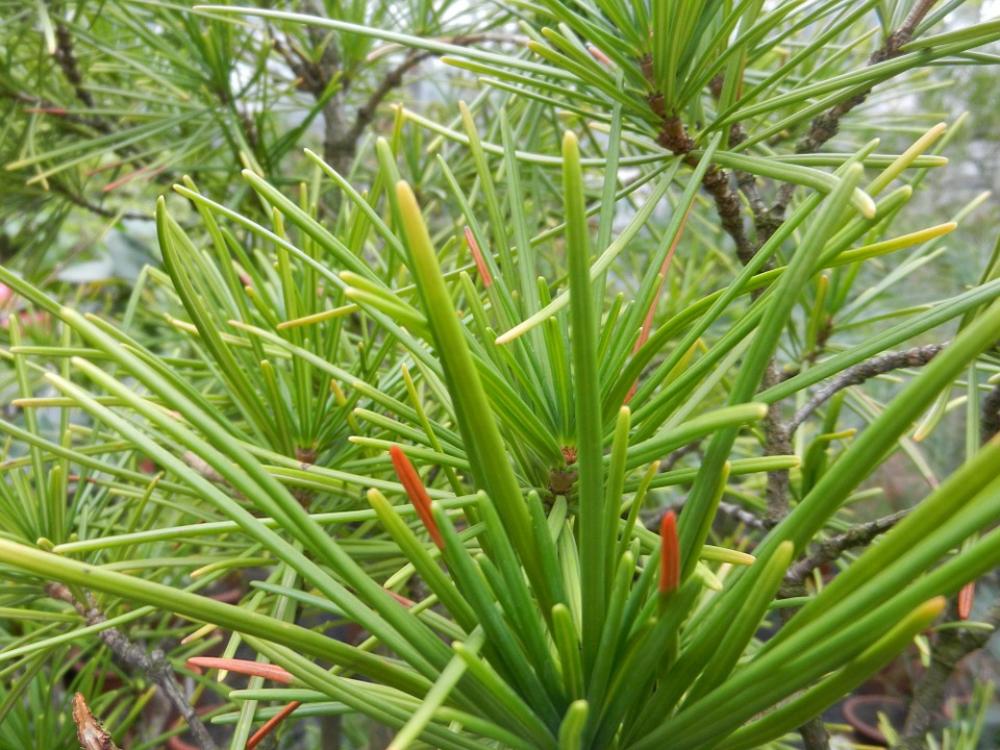 Nature Plant Needles Iglak Coniferous Green Nature Plant Needles Iglak Coniferous Green
