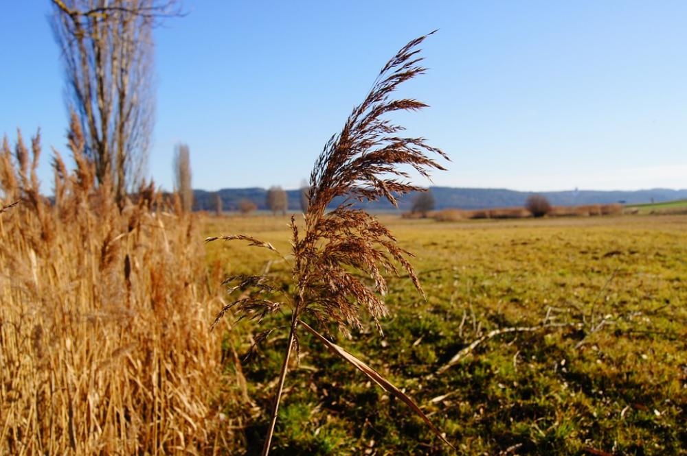 Nature Reed Marsh Plant Grass Plant Autumn Meadow Nature Reed Marsh Plant Grass Plant Autumn Meadow