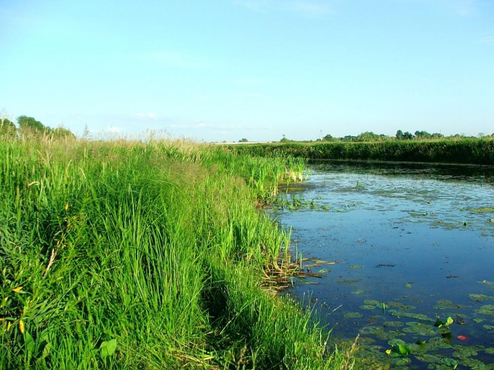 Nature River Warta Nature River Warta
