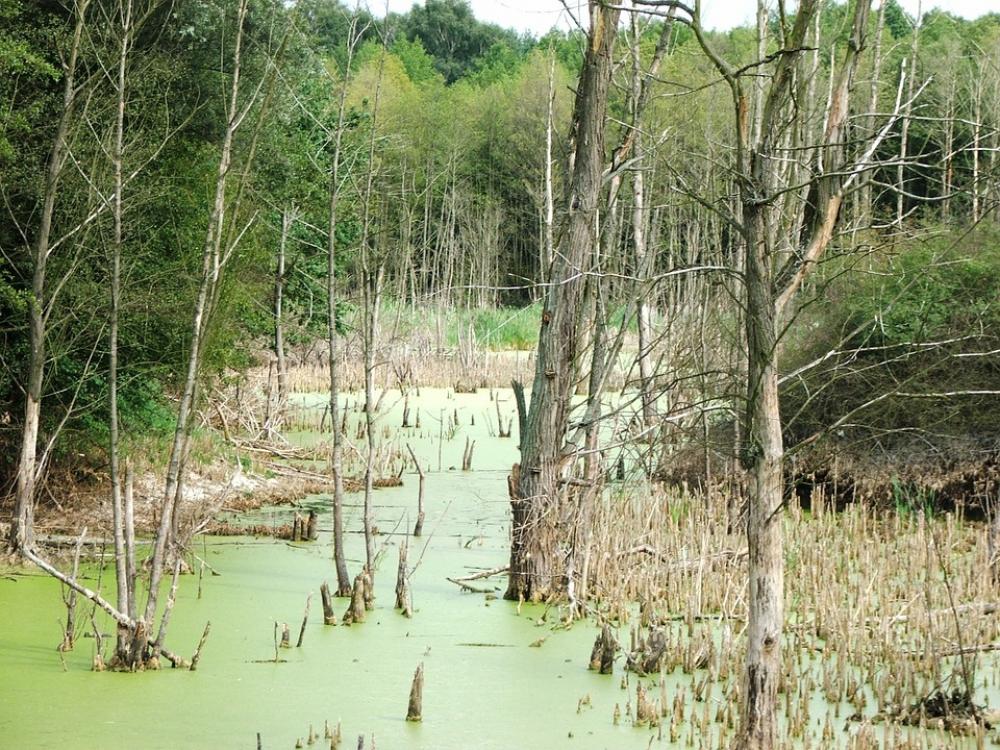 Nature Forest Marsh Nature Forest Marsh