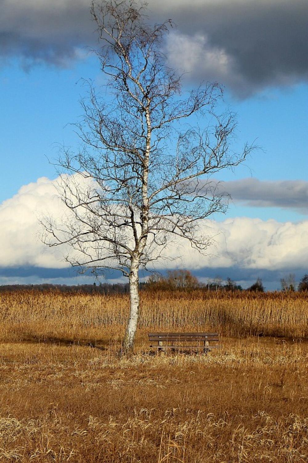 Nature Tree Birch Bank Bench Sky Blue Sit Out Nature Tree Birch Bank Bench Sky Blue Sit Out