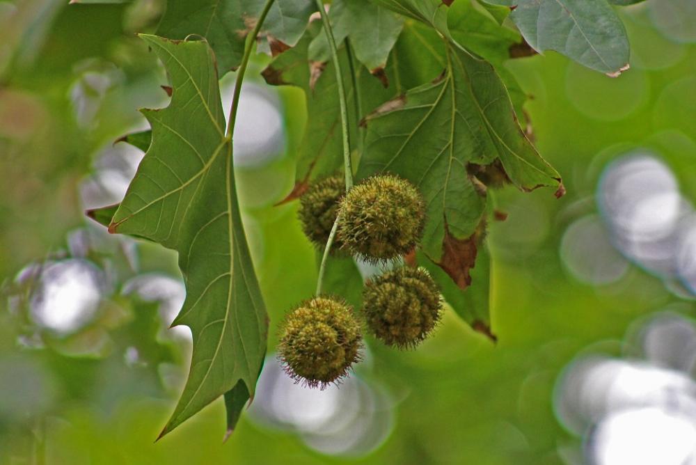 Nature Leaves Fruits Nature Leaves Fruits