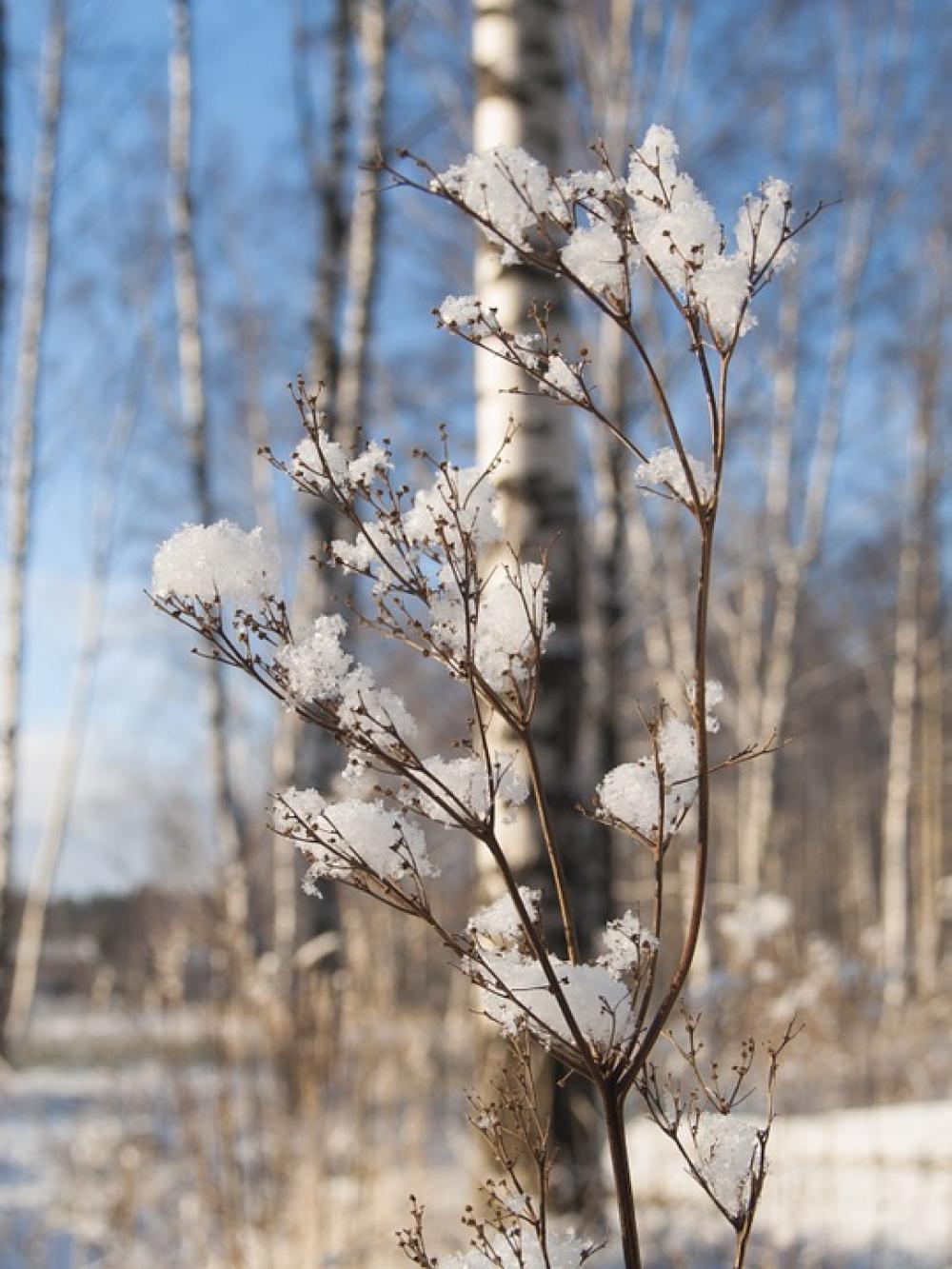 Nature Branches Beautiful Landscape Winter Snow Nature Branches Beautiful Landscape Winter Snow