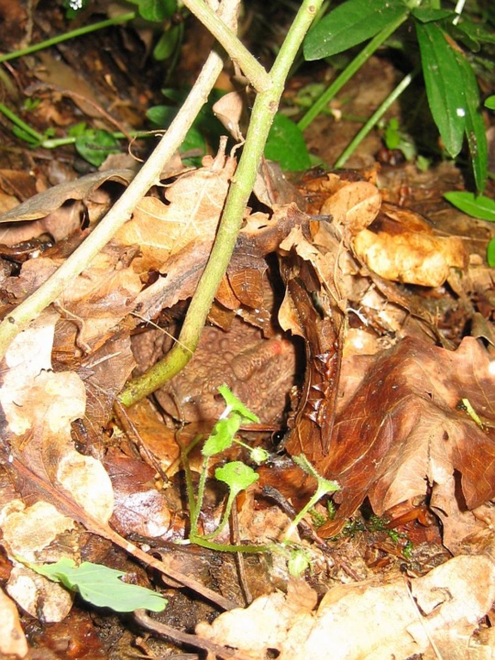 Nature Animals Toad Nature Animals Toad