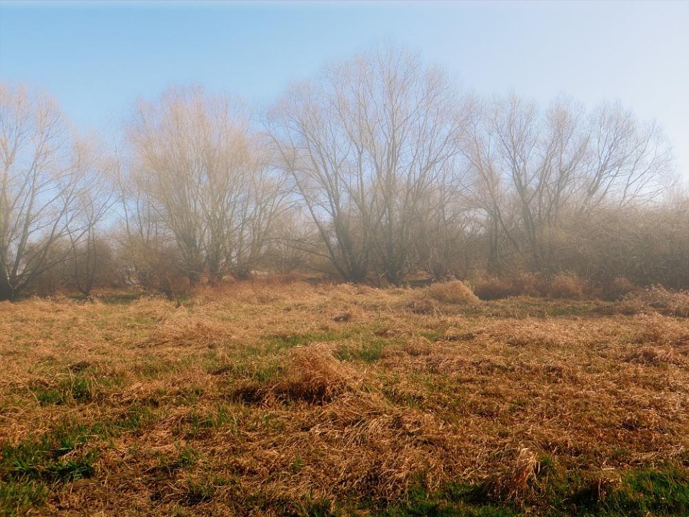 Nature Grass Trees Fog Meadow Landscape Thicket Nature Grass Trees Fog Meadow Landscape Thicket