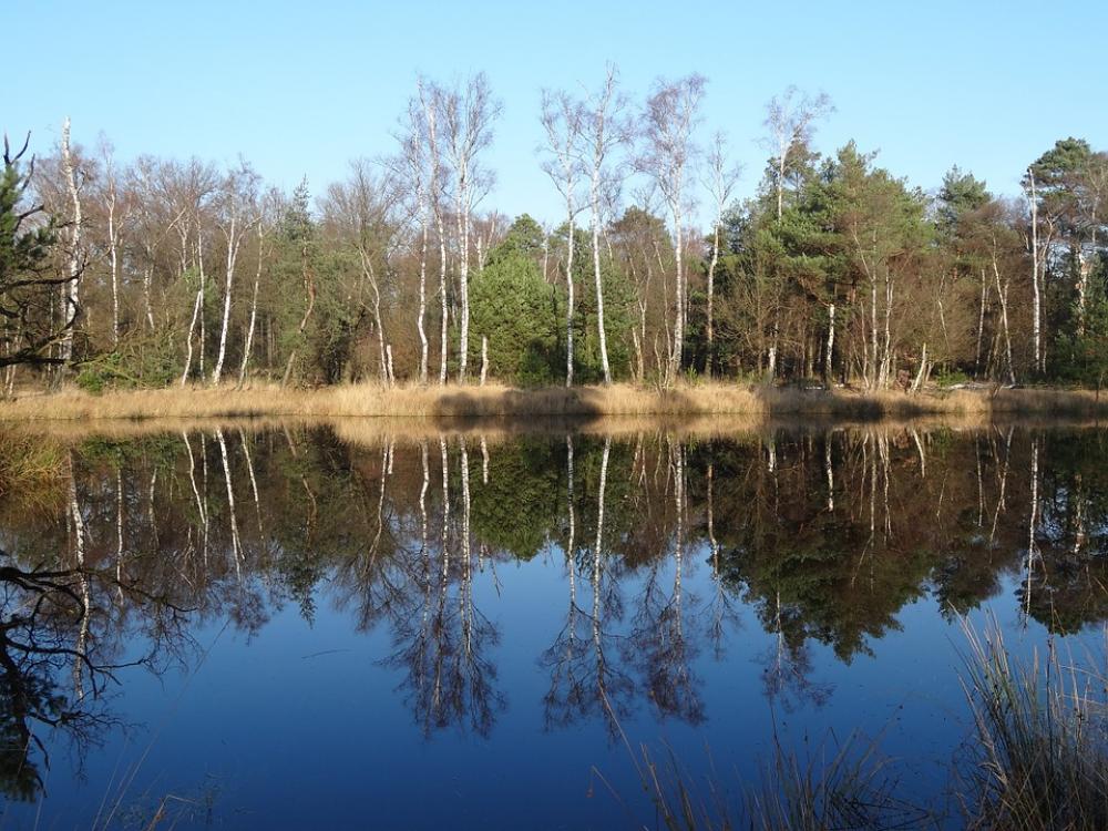 Nature Water Landscape Trees Mirror Nature Water Landscape Trees Mirror