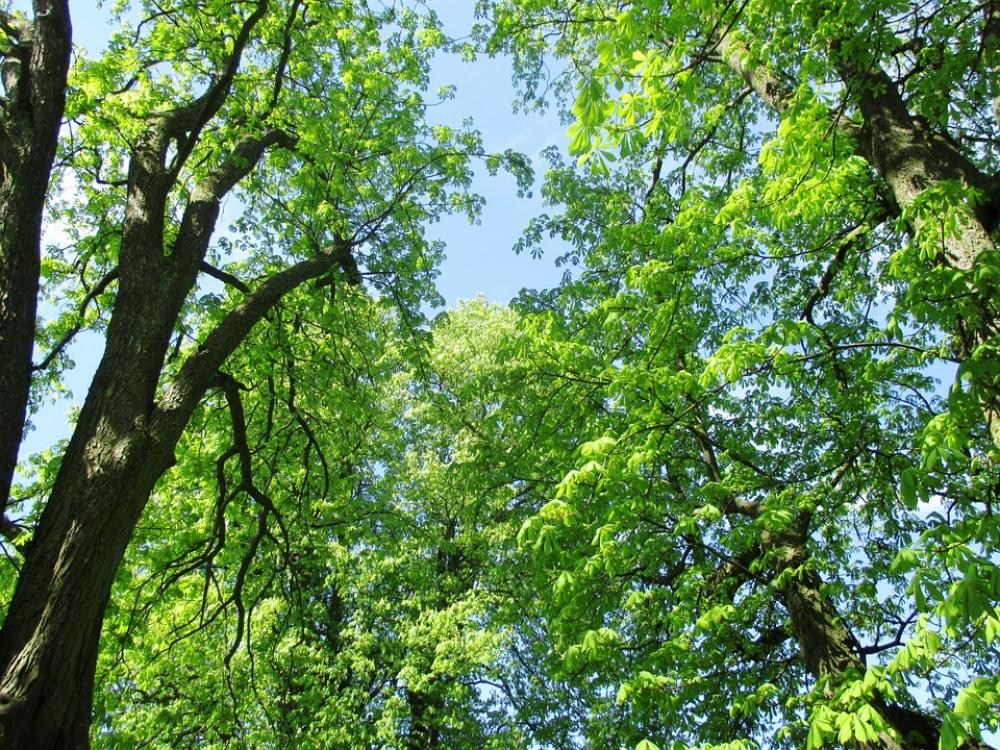 Nature Chestnut Trees Leaves Mood Beautiful Sky Nature Chestnut Trees Leaves Mood Beautiful Sky